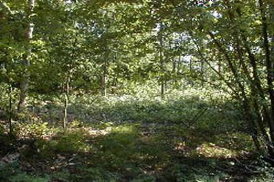 Bockstanz Road, Unit PAR 3 Fountain, MI 49410 - Photo 1 of 1 Primary Photo
