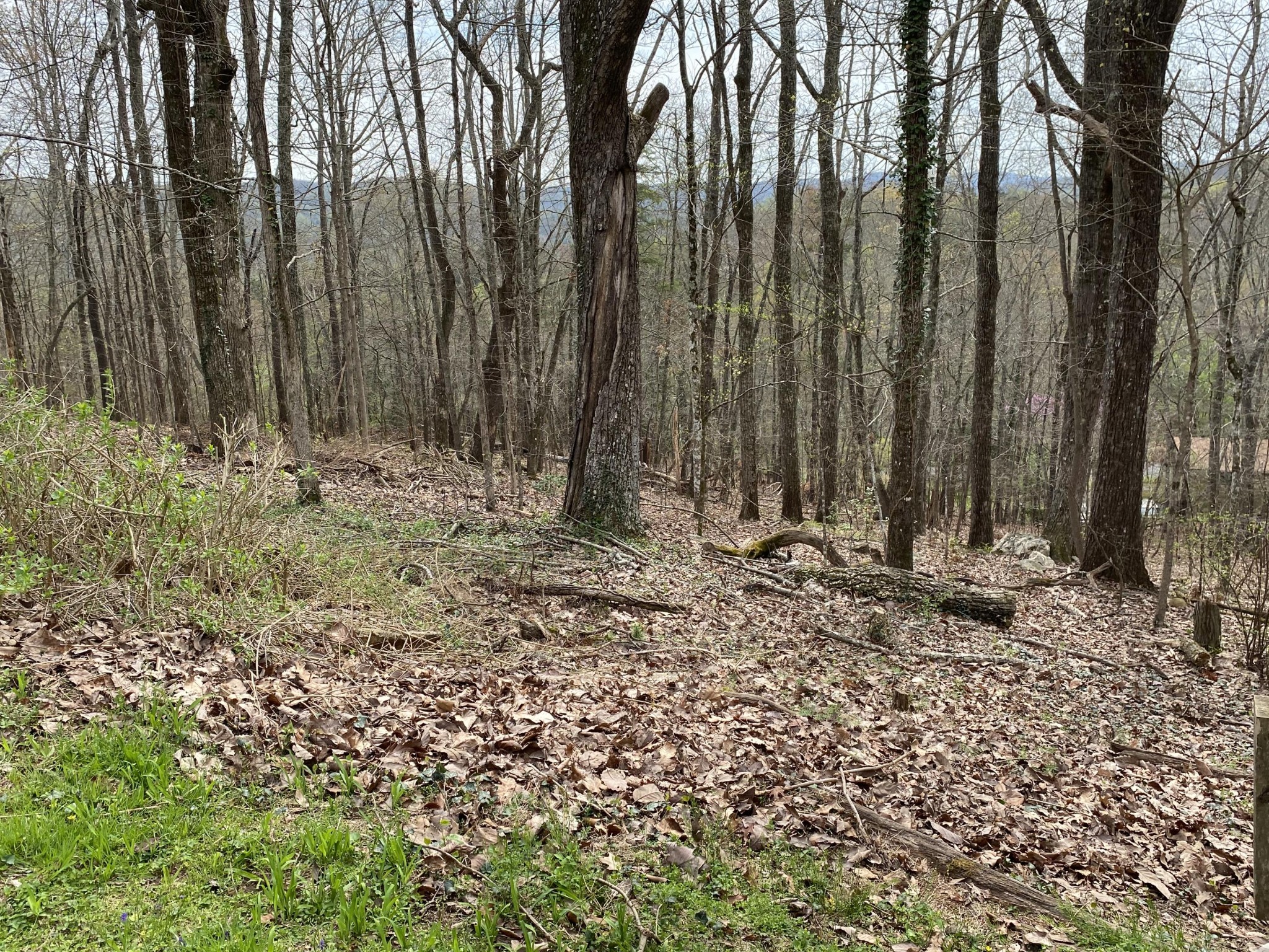 107 Morgan Road Oak Ridge, TN 37830 - Photo 24 of 24 a view of a backyard with trees