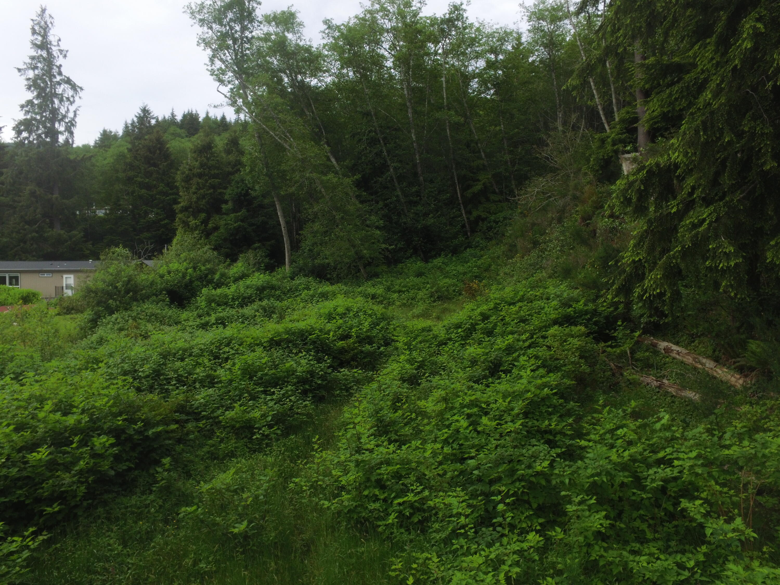 Vl Halverson Lane Garibaldi, OR 97118 - Photo 16 of 19 DJI_0004