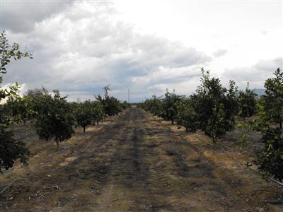 6018 Holbrook Avenue Reedley, CA 93654 - Photo 18 of 33 Gallery Image 18