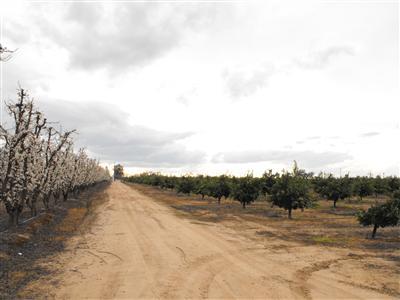 6018 Holbrook Avenue Reedley, CA 93654 - Photo 21 of 33 Gallery Image 21