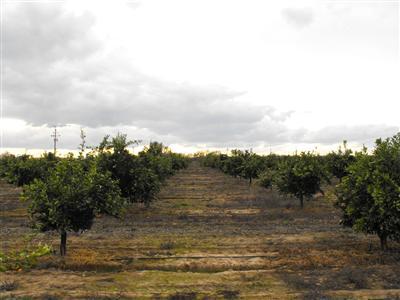 6018 Holbrook Avenue Reedley, CA 93654 - Photo 24 of 33 Gallery Image 24