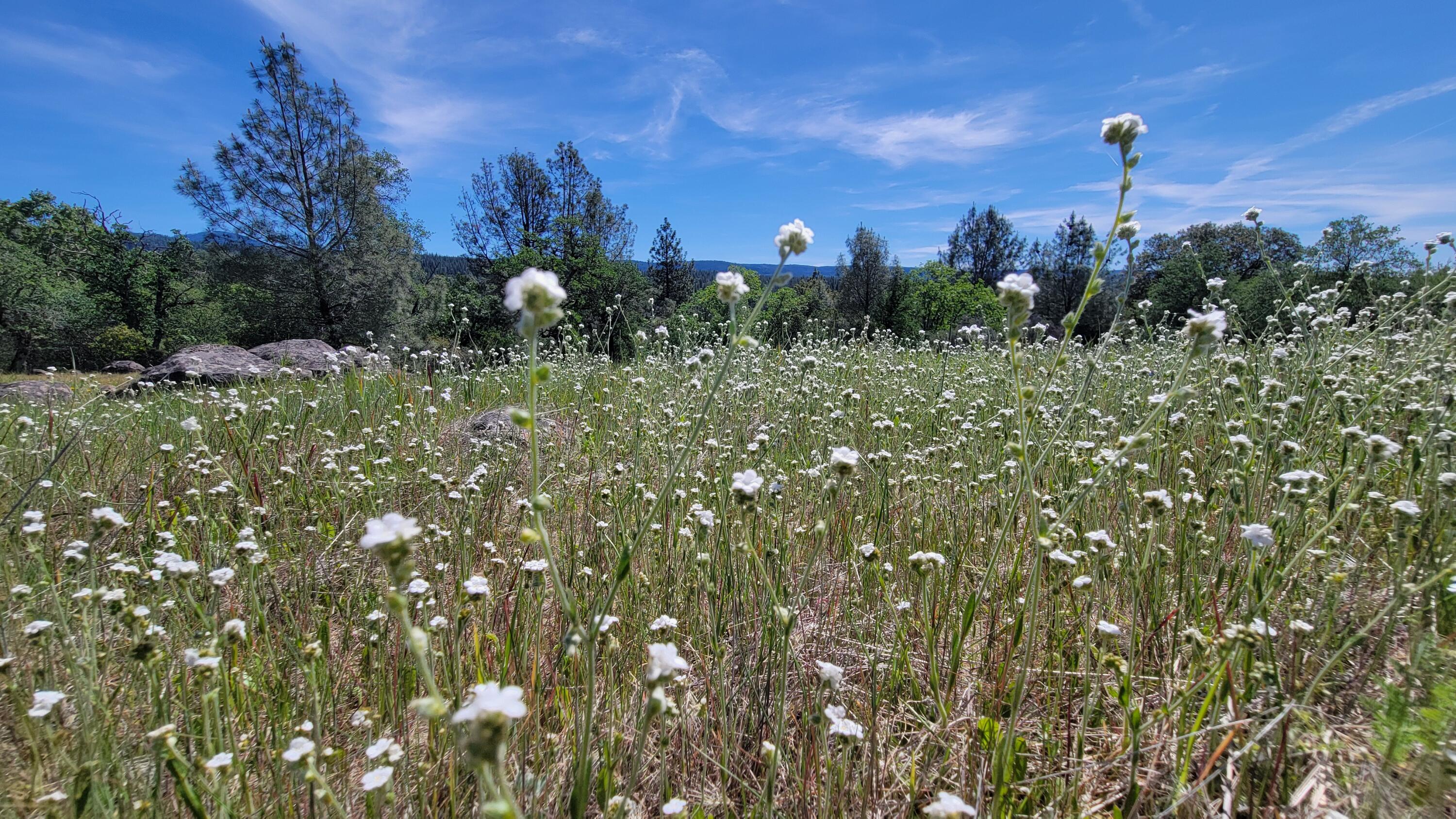 0 Miller Mountain Road Whitmore, CA 96096 - Photo 13 of 23 a view of a bunch of trees