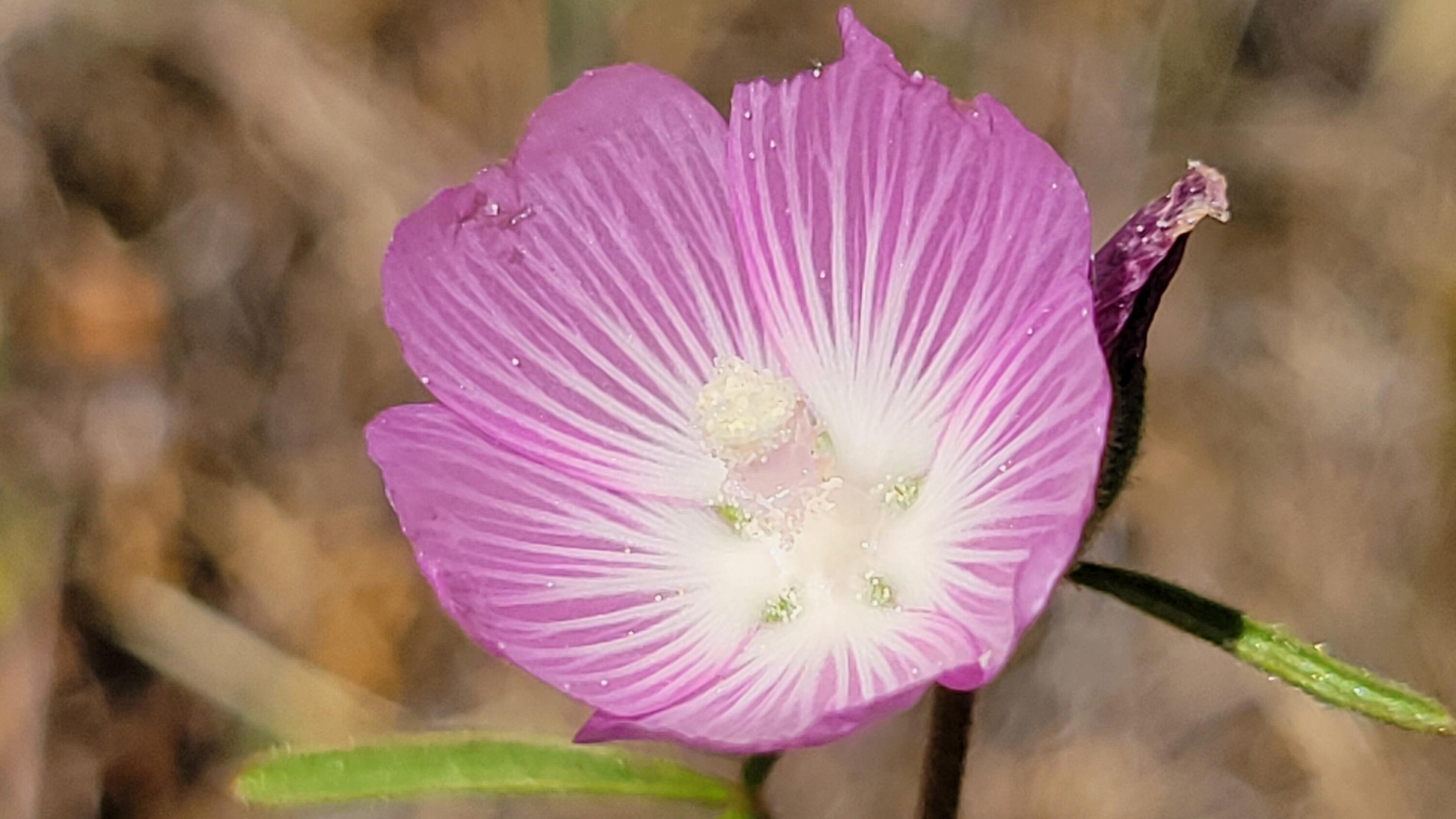 0 Miller Mountain Road Whitmore, CA 96096 - Photo 16 of 23 a view of a livingroom with furniture