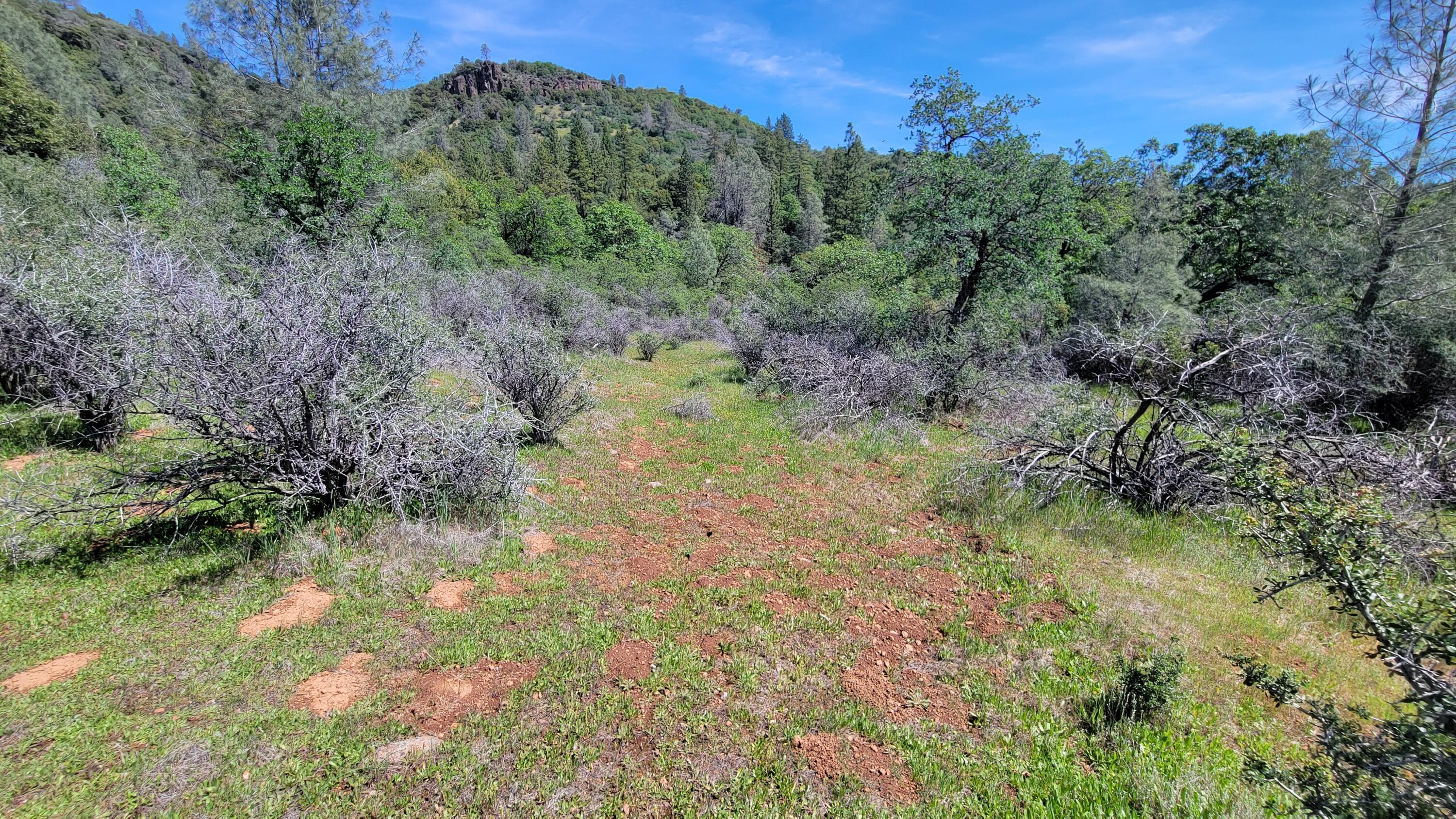 0 Miller Mountain Road Whitmore, CA 96096 - Photo 17 of 23 a view of a yard with a tree