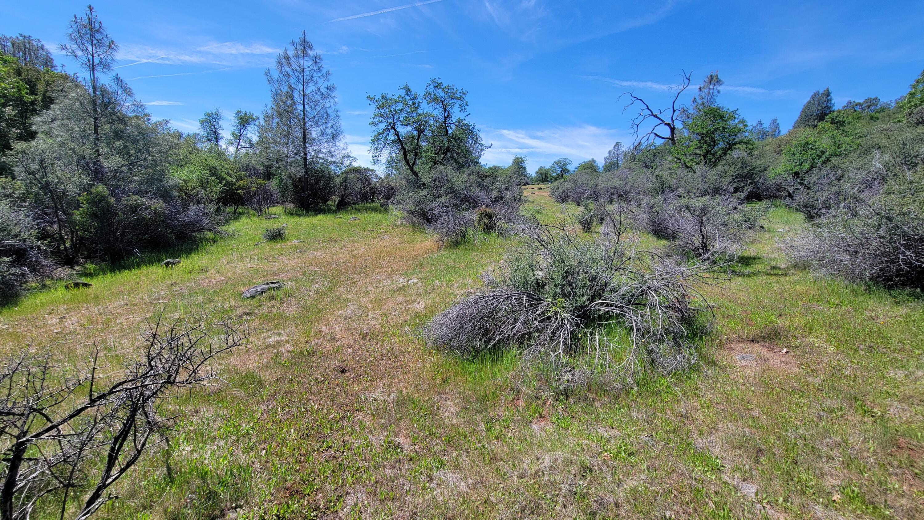 0 Miller Mountain Road Whitmore, CA 96096 - Photo 18 of 23 a view of a lush green space
