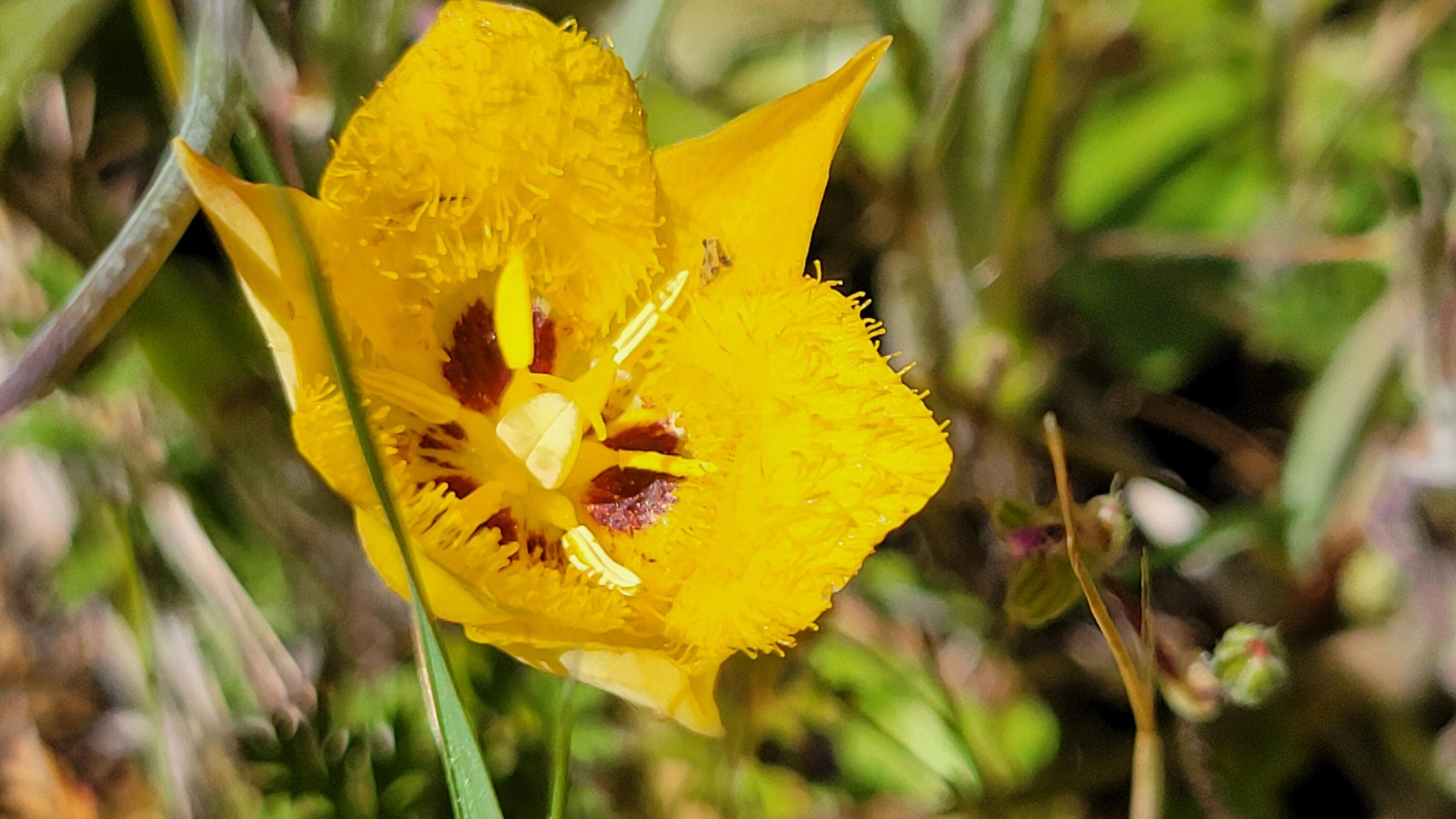 0 Miller Mountain Road Whitmore, CA 96096 - Photo 19 of 23 a view of a swimming pool