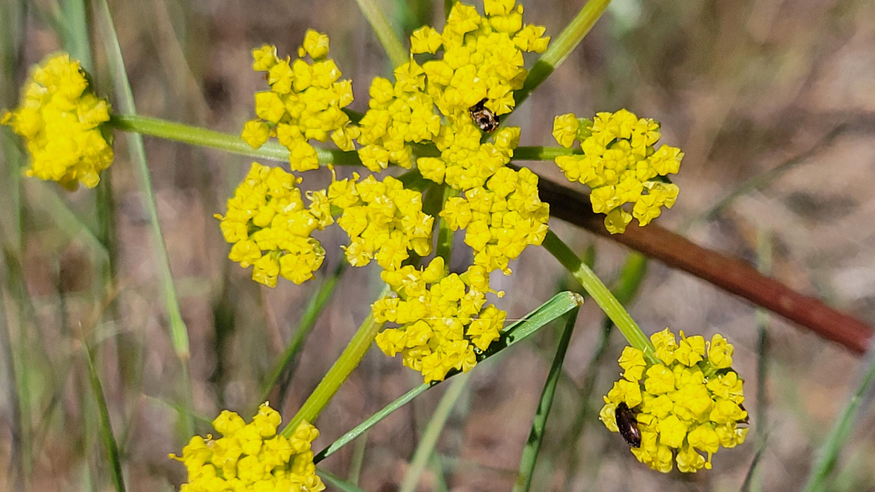 0 Miller Mountain Road Whitmore, CA 96096 - Photo 20 of 23