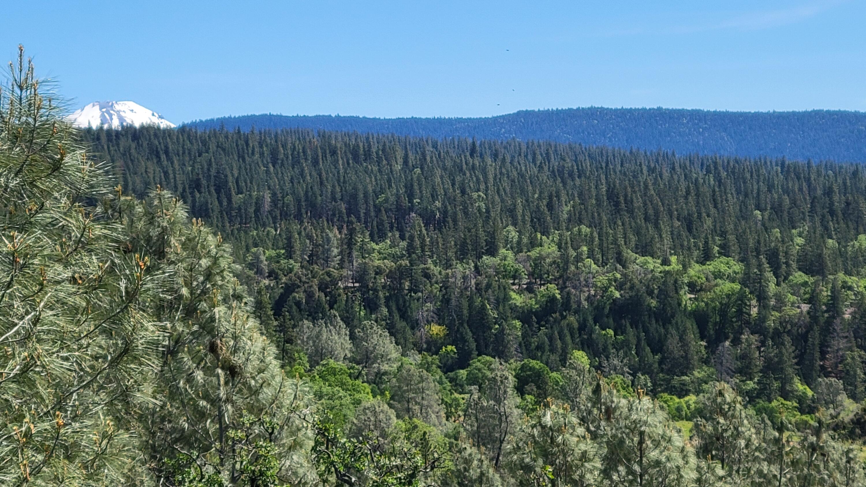 0 Miller Mountain Road Whitmore, CA 96096 - Photo 23 of 23 a view of a lush green forest with a mountain in the background