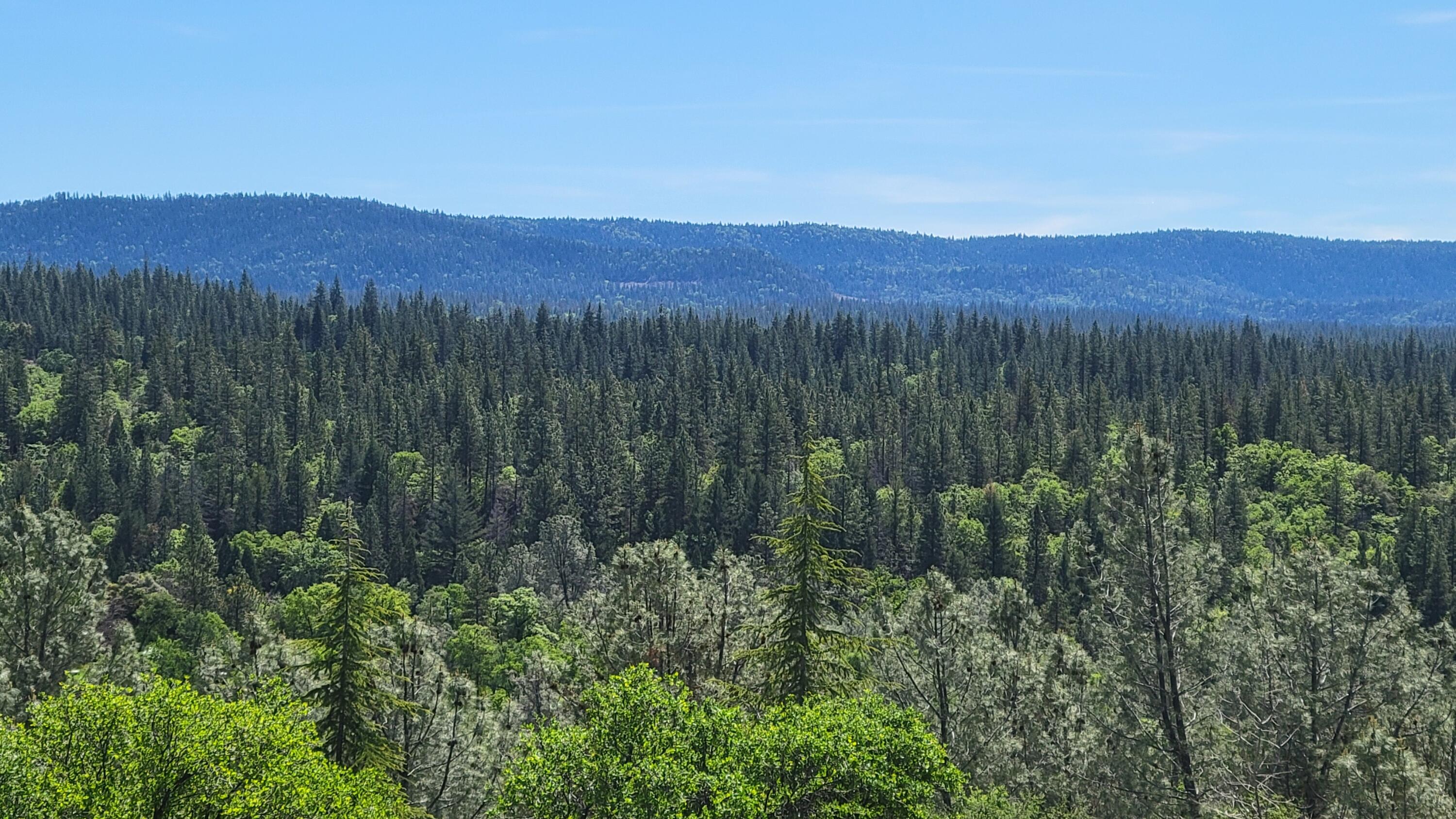 0 Miller Mountain Road Whitmore, CA 96096 - Photo 6 of 23 a view of a lush green forest with mountains in the background