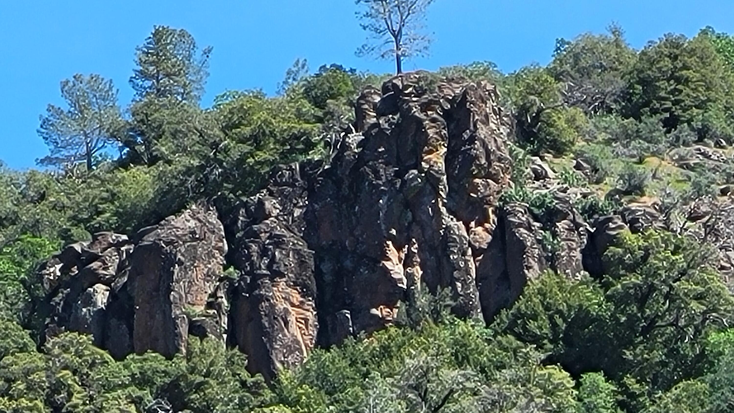 0 Miller Mountain Road Whitmore, CA 96096 - Photo 7 of 23 a view of a tree