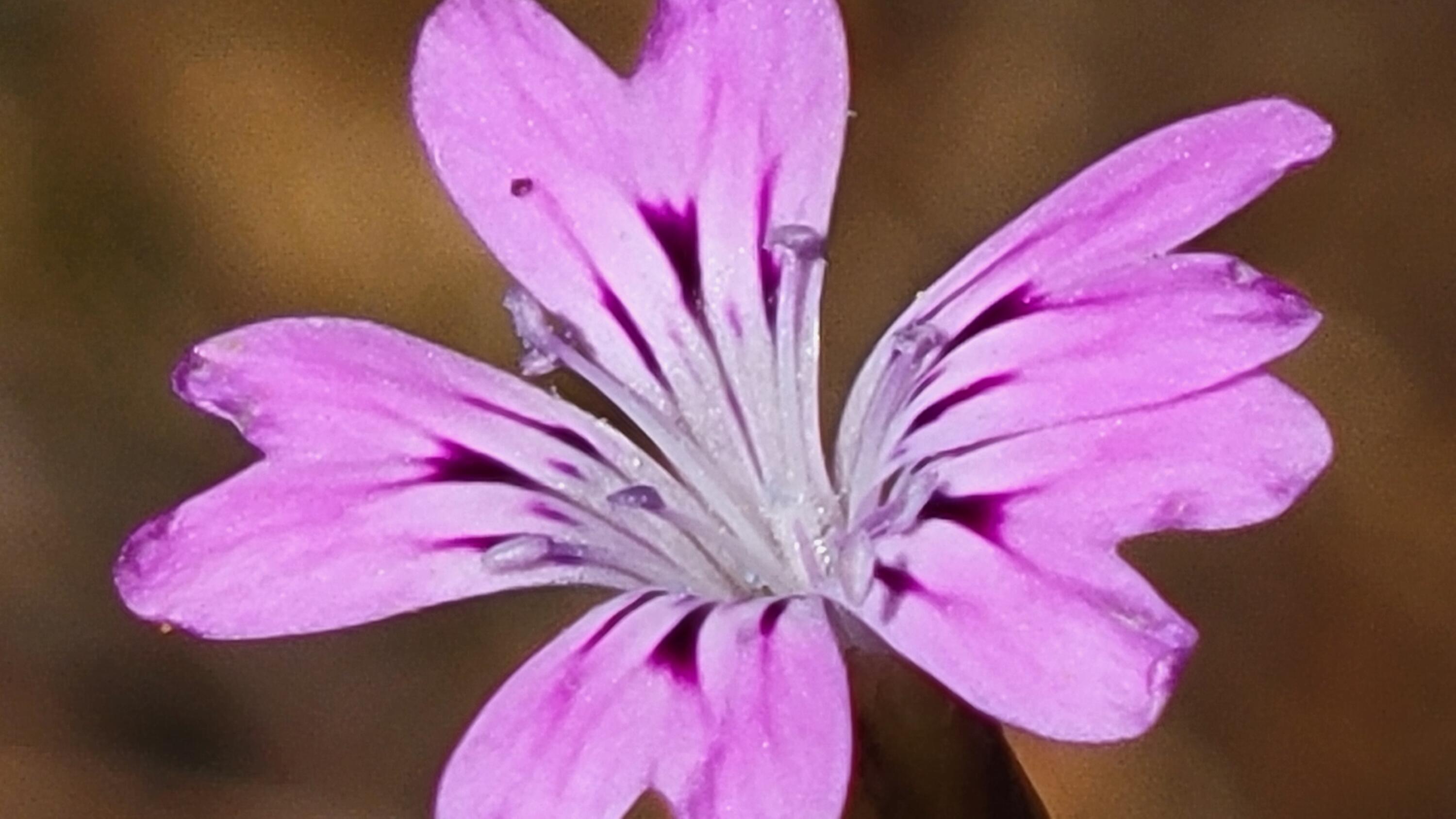 0 Miller Mountain Road Whitmore, CA 96096 - Photo 8 of 23 a view of a pink painted room