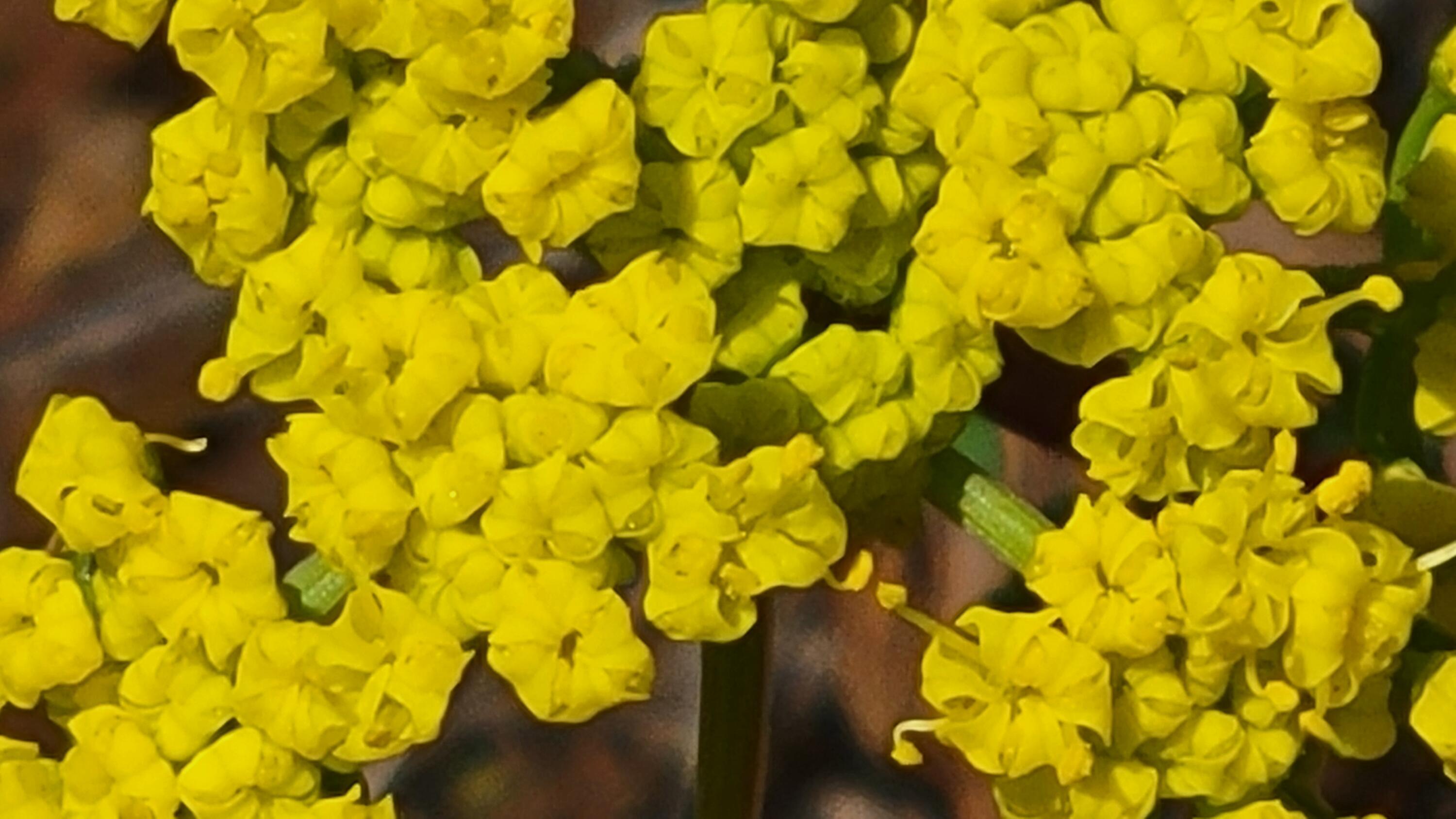 0 Miller Mountain Road Whitmore, CA 96096 - Photo 9 of 23