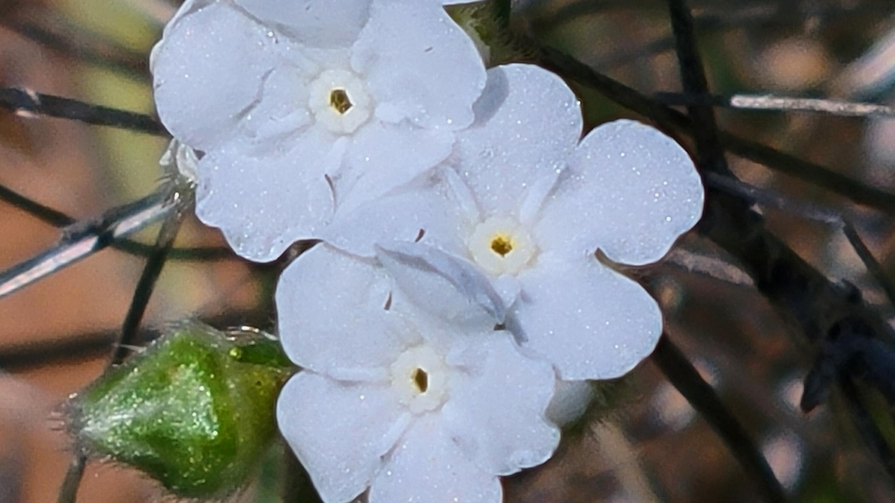 0 Miller Mountain Road Whitmore, CA 96096 - Photo 10 of 23 an aerial view of a house