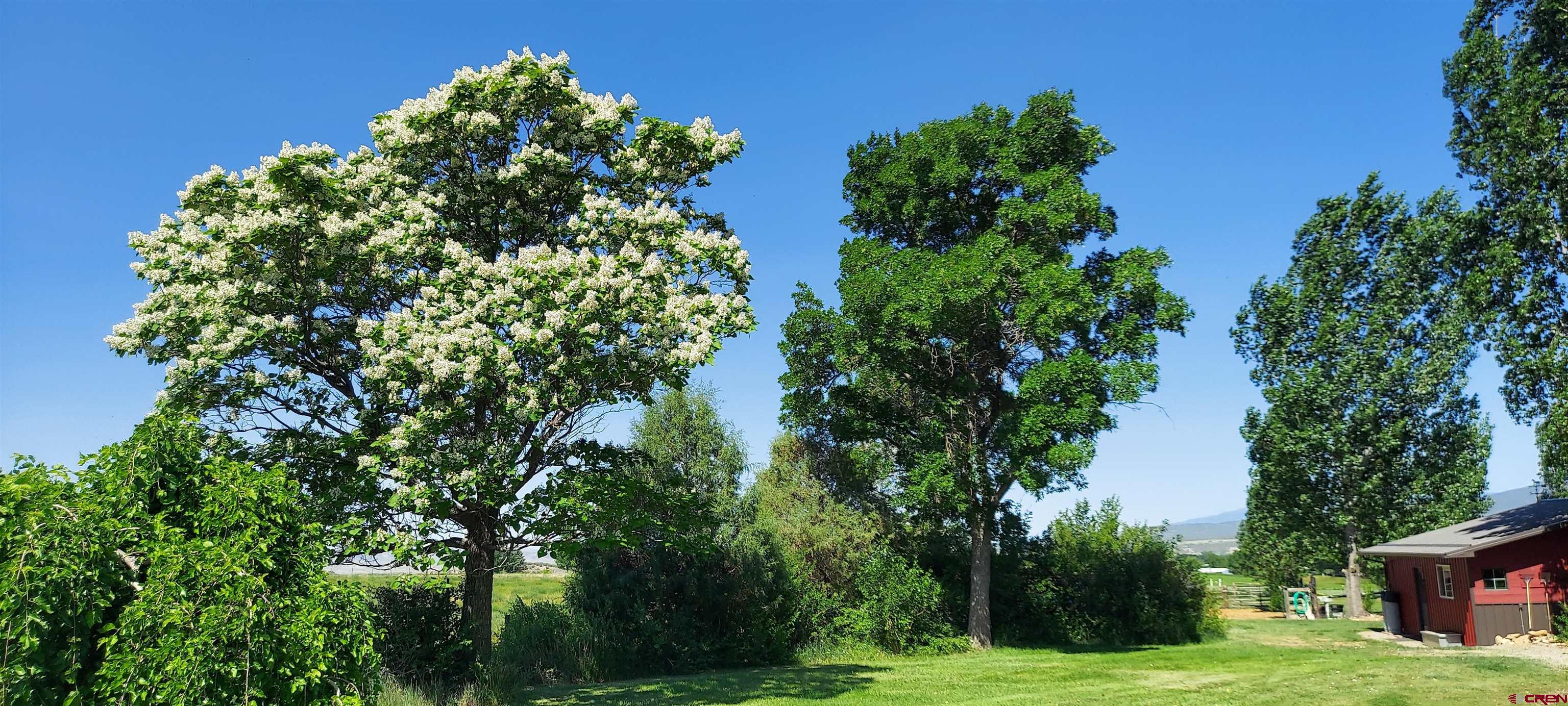 11450 Crawford Road Paonia, CO 81428 - Photo 24 of 41 a backyard of a house with lots of green space