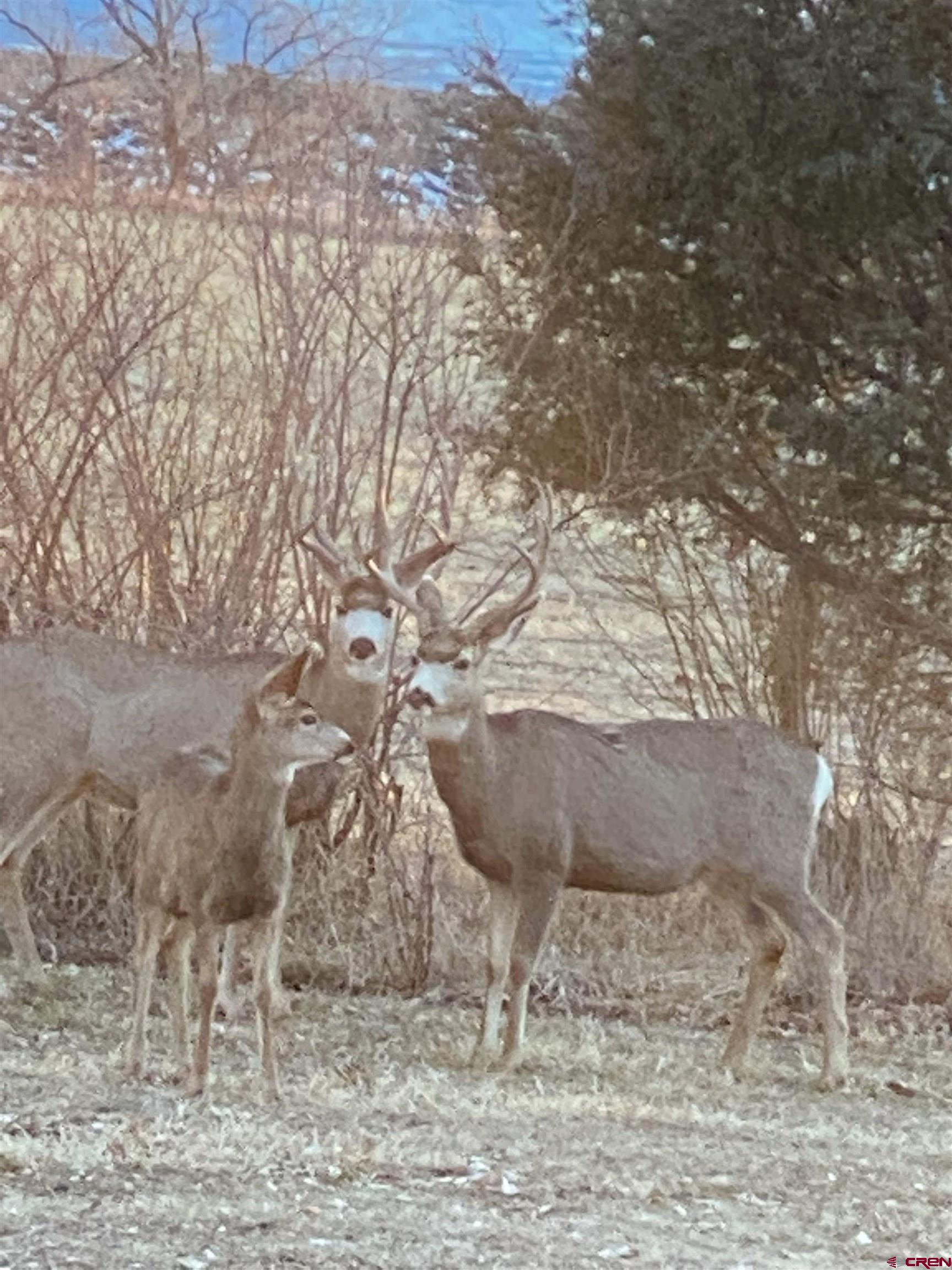 11450 Crawford Road Paonia, CO 81428 - Photo 40 of 41 a view of a dry yard with large trees