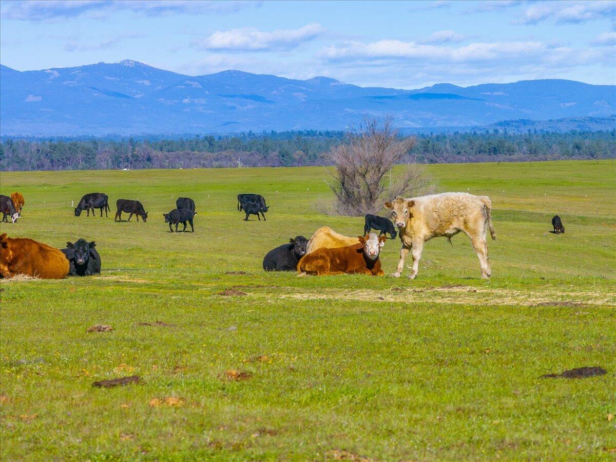 23504 Dersch Road Anderson, CA 96007 - Photo 40 of 54 a view of a lake with houses in the background