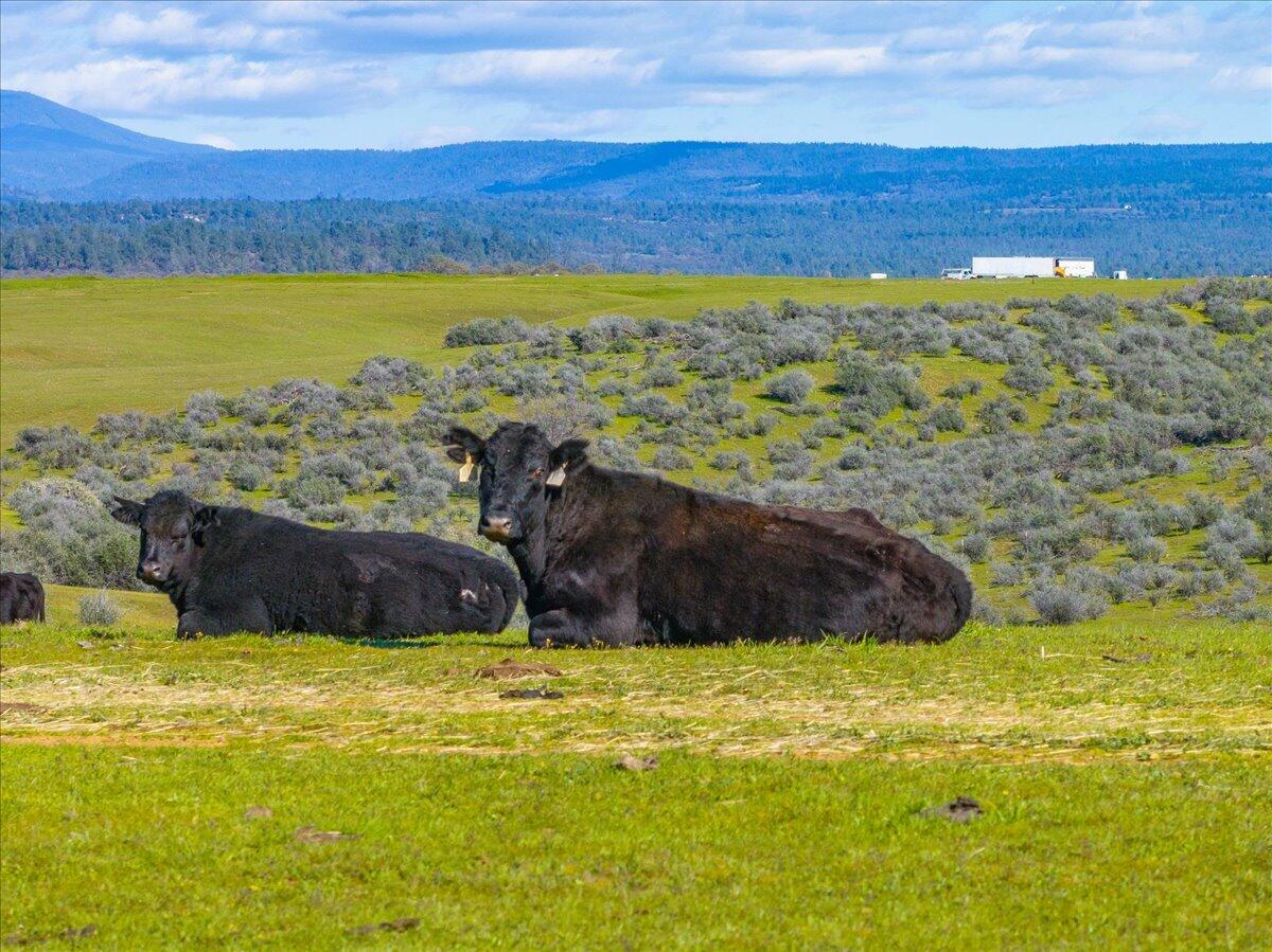 23504 Dersch Road Anderson, CA 96007 - Photo 41 of 54 a view of a field with an ocean