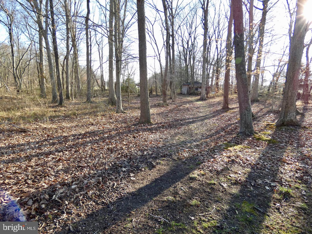1823 Slaughter Station Road Hartly, DE 19953 - Photo 46 of 63 Wooded Backyard