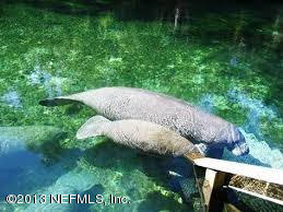 7000 South Hancock Road Homosassa, FL 34448 - Photo 25 of 30 Manatee Springs State Park