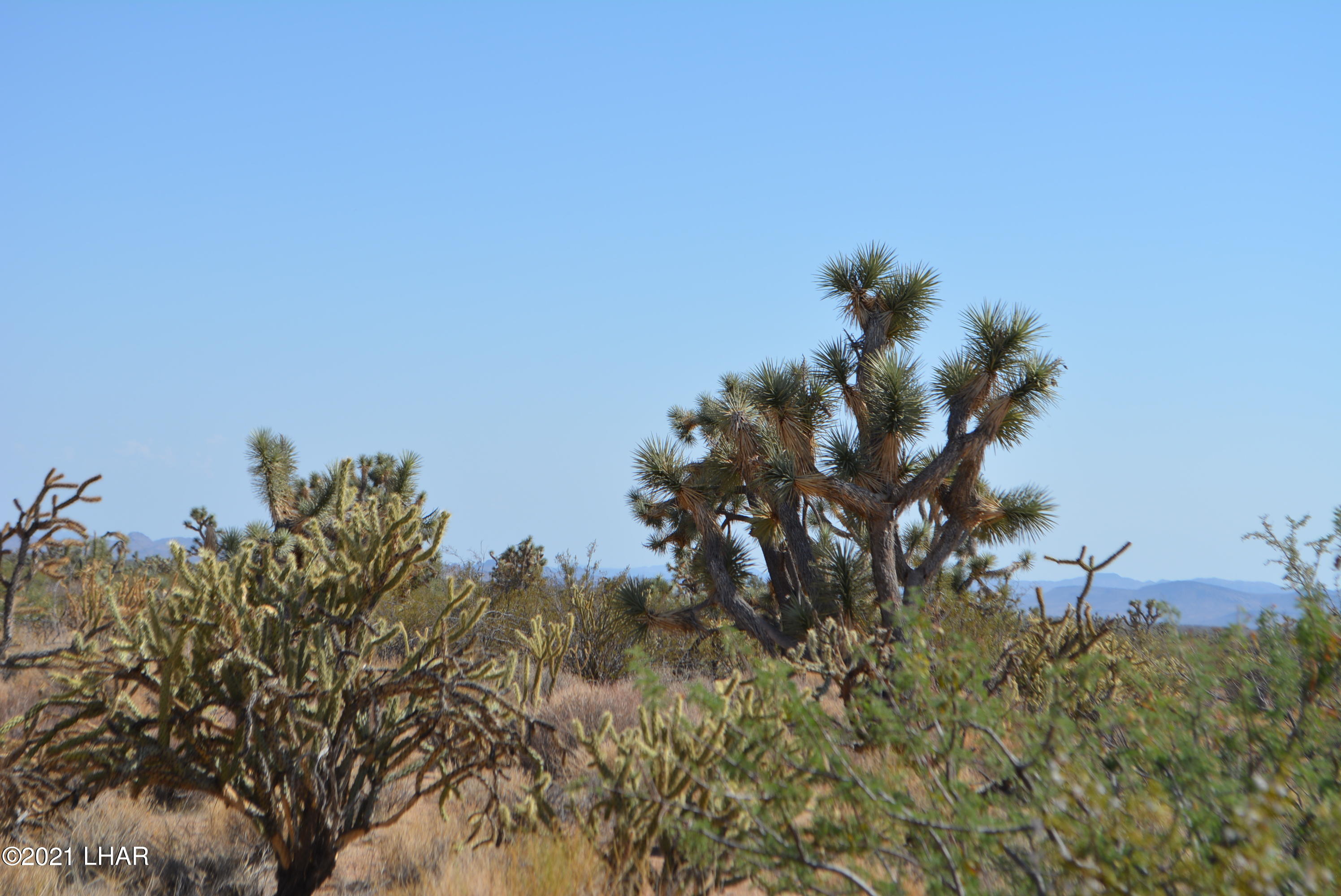 195 South Diamondback Road Yucca, AZ 86438 - Photo 14 of 54 DSC_0441 (2)