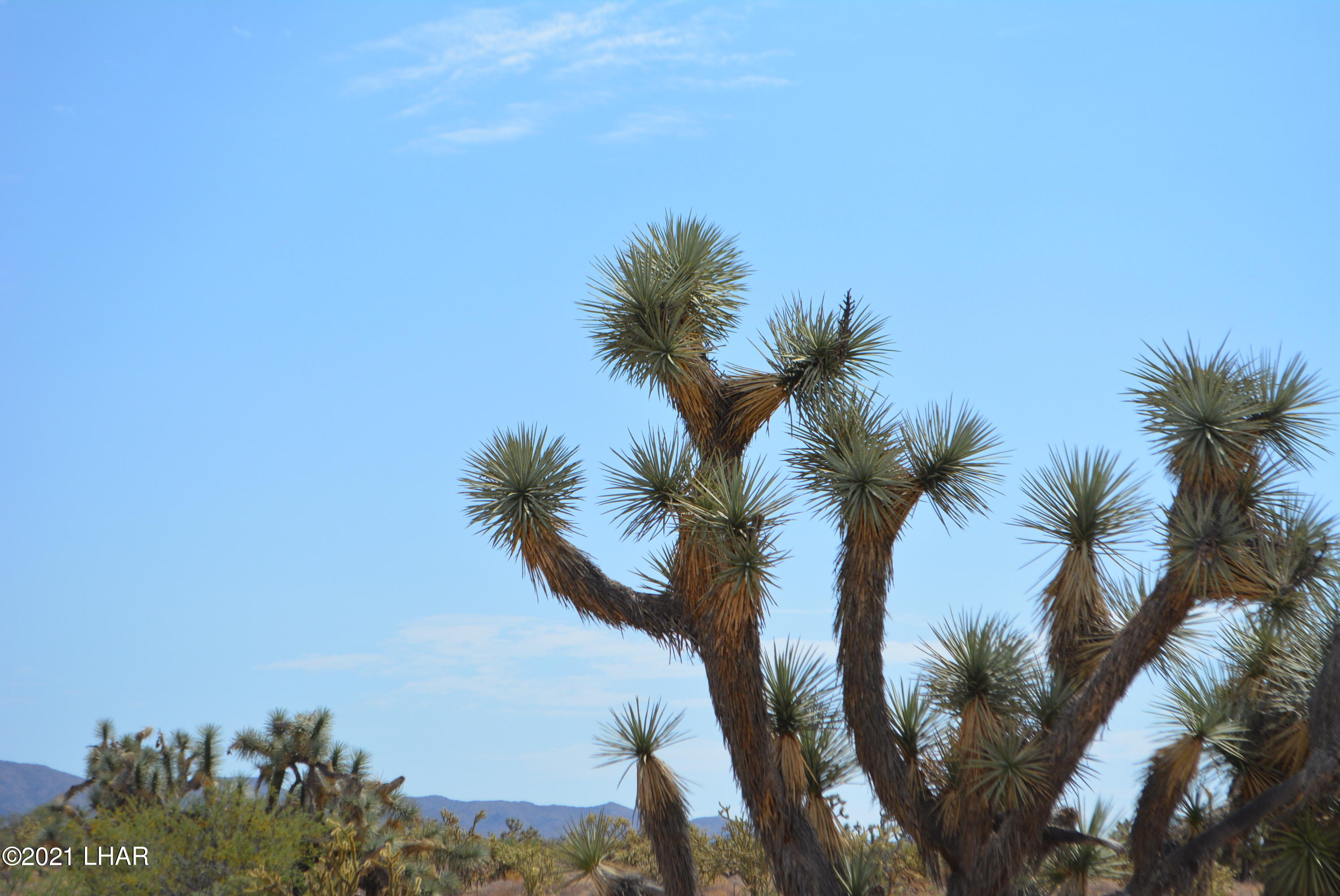 195 South Diamondback Road Yucca, AZ 86438 - Photo 22 of 54 DSC_0460 (2)