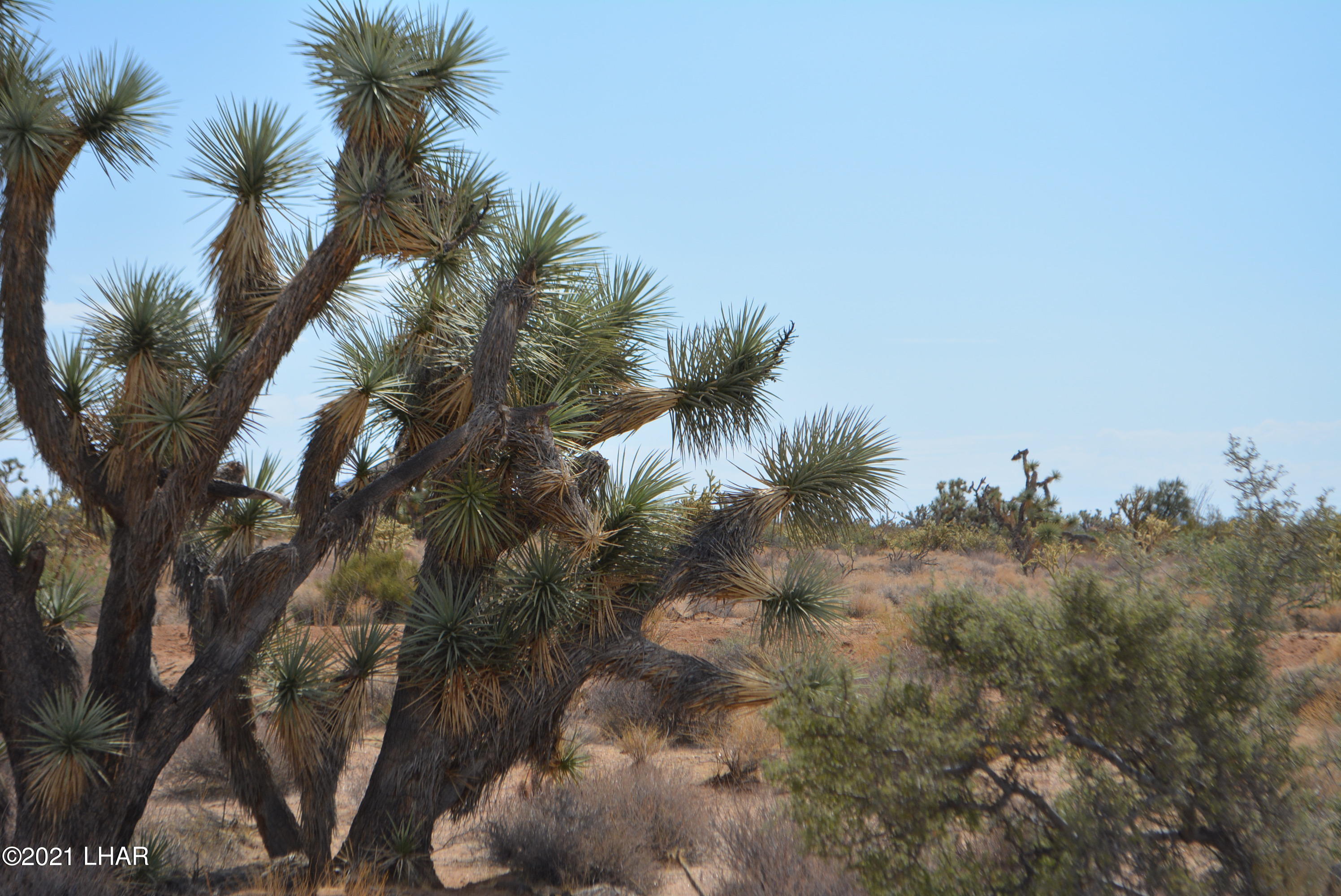 195 South Diamondback Road Yucca, AZ 86438 - Photo 23 of 54 DSC_0461 (2)
