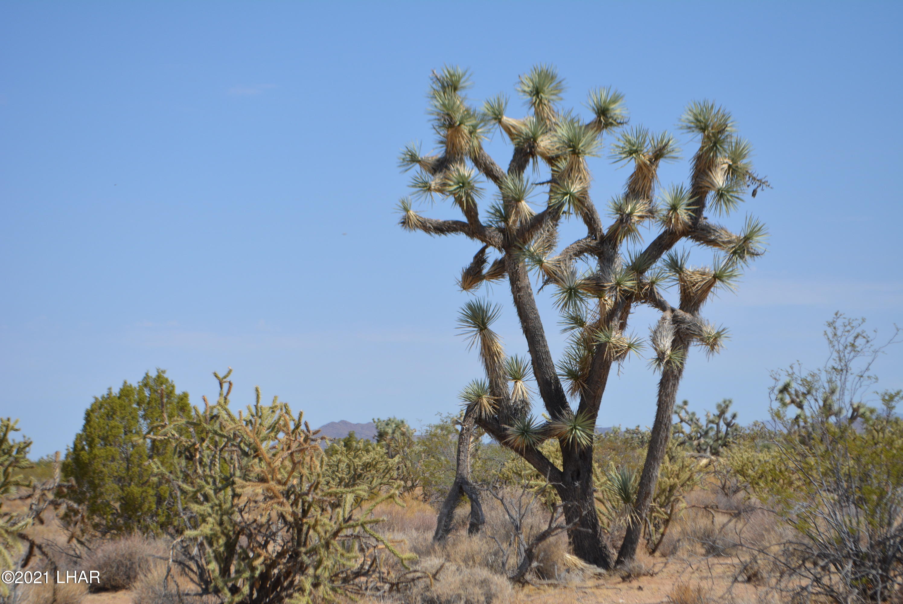 195 South Diamondback Road Yucca, AZ 86438 - Photo 40 of 54 DSC_0479 (2)