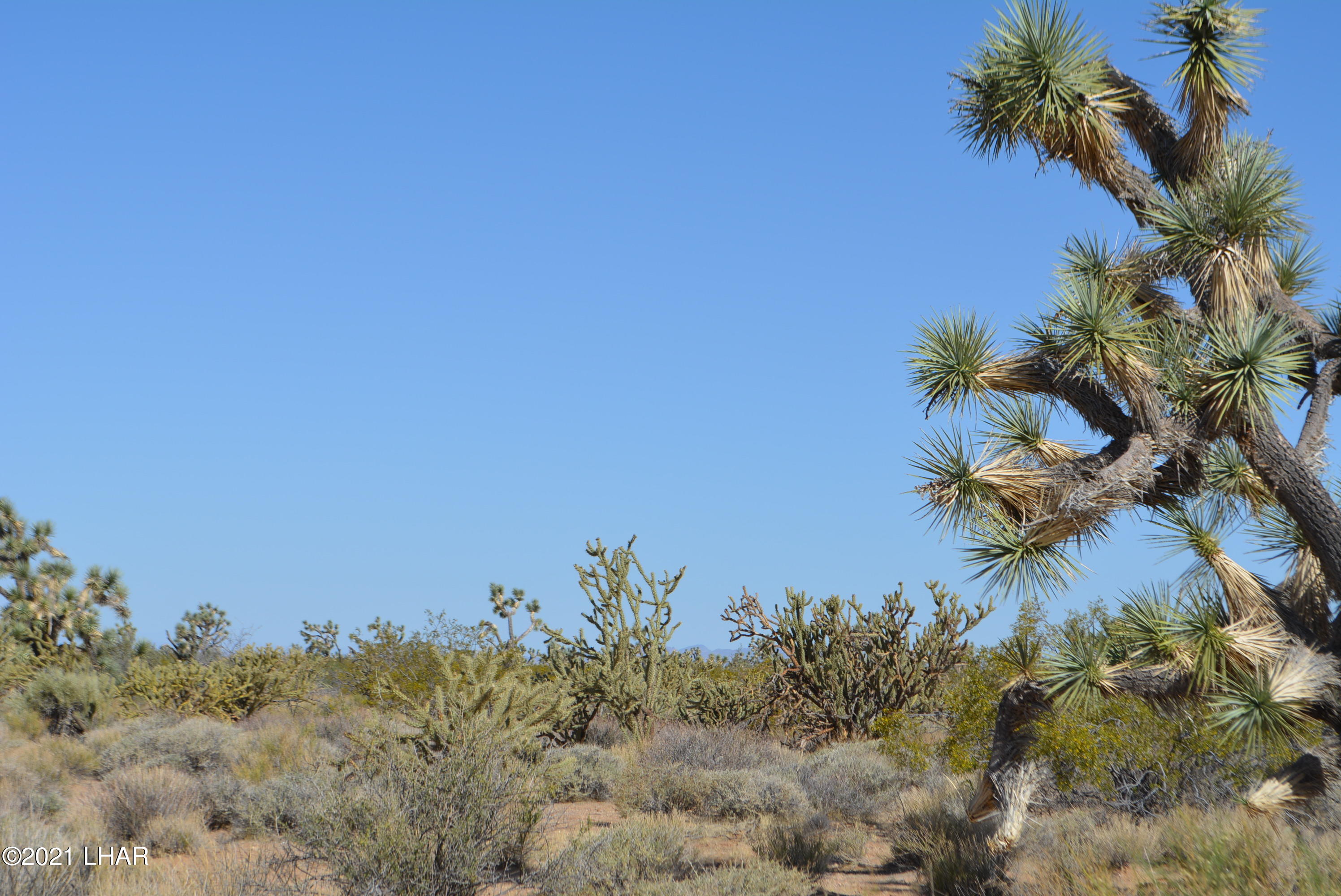 195 South Diamondback Road Yucca, AZ 86438 - Photo 5 of 54 DSC_0162 (1)