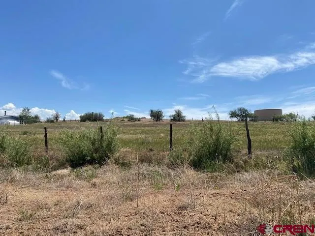 a view of a dry yard with lots of trees