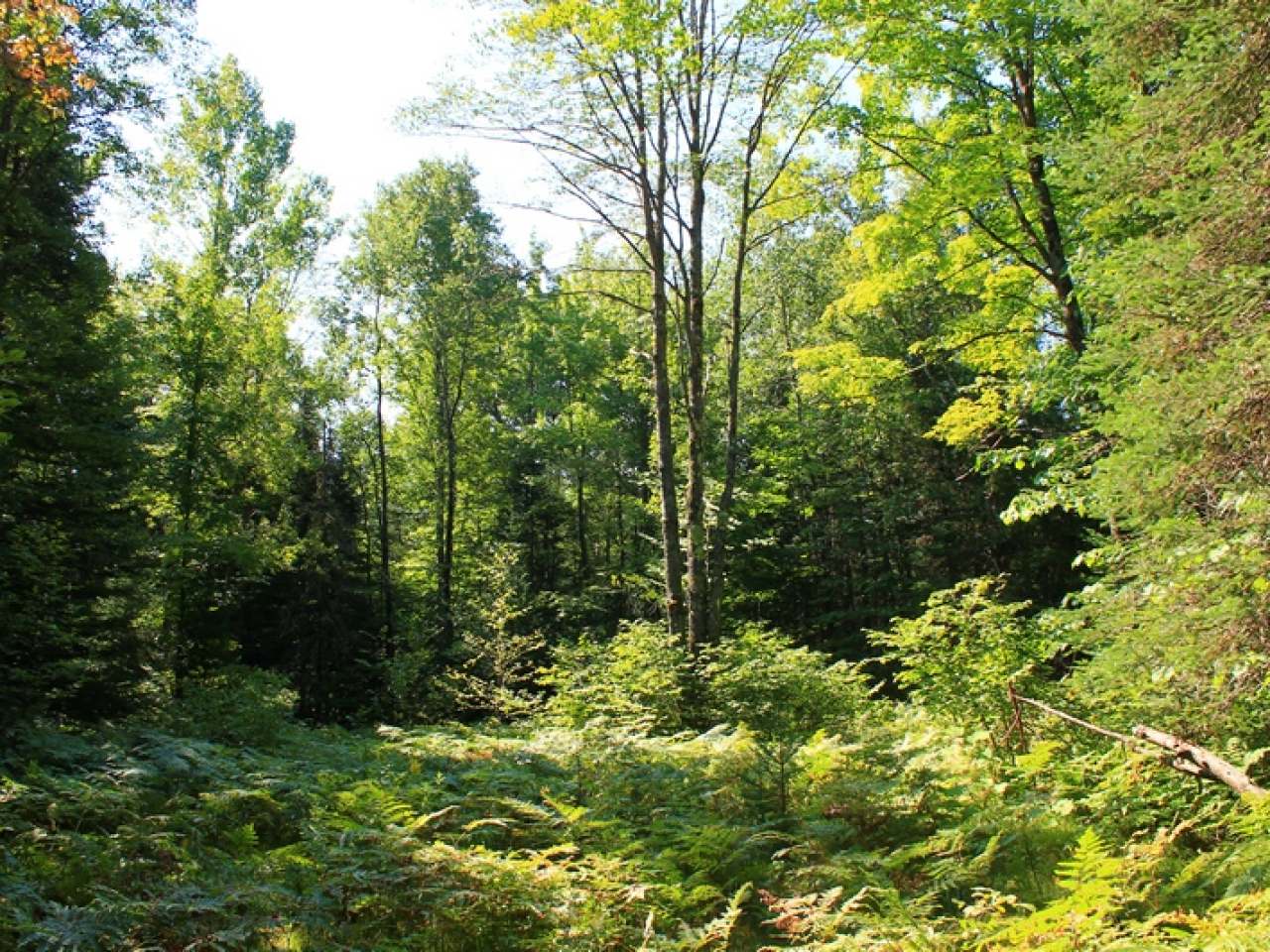 Lot 16 Timberline Road Mercer, WI 54547 - Photo 20 of 20 Gallery Image 20