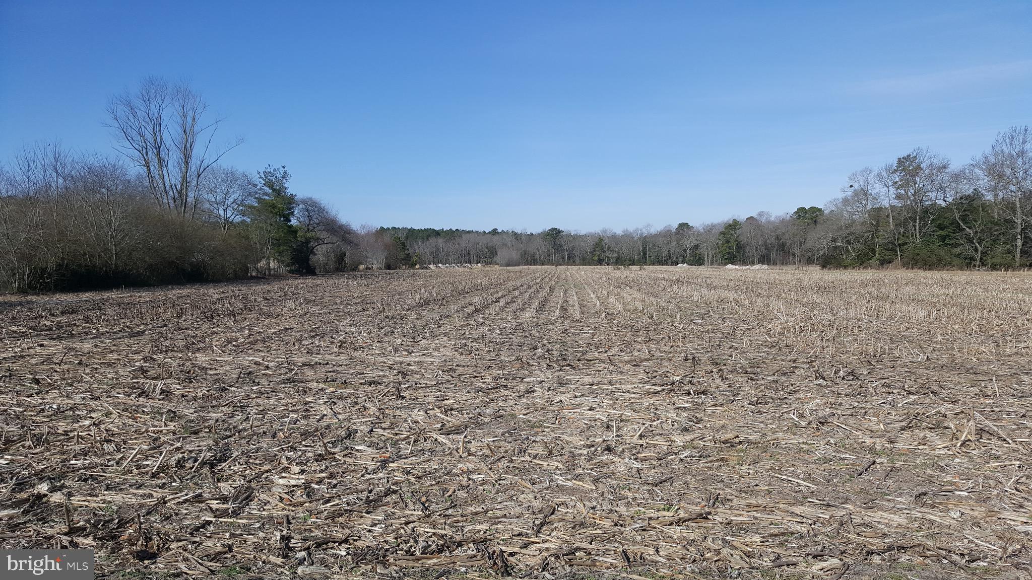 6088 Forest Grove Road Parsonsburg, MD 21849 - Photo 1 of 8 West View from Road