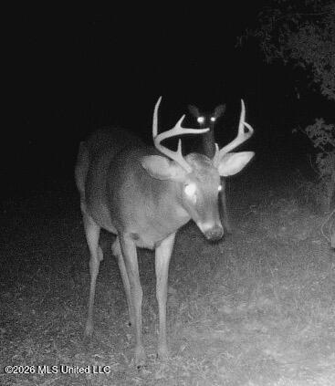 78 Game Reserve Road Columbia, MS 39429 - Photo 23 of 30 IMG_3956
