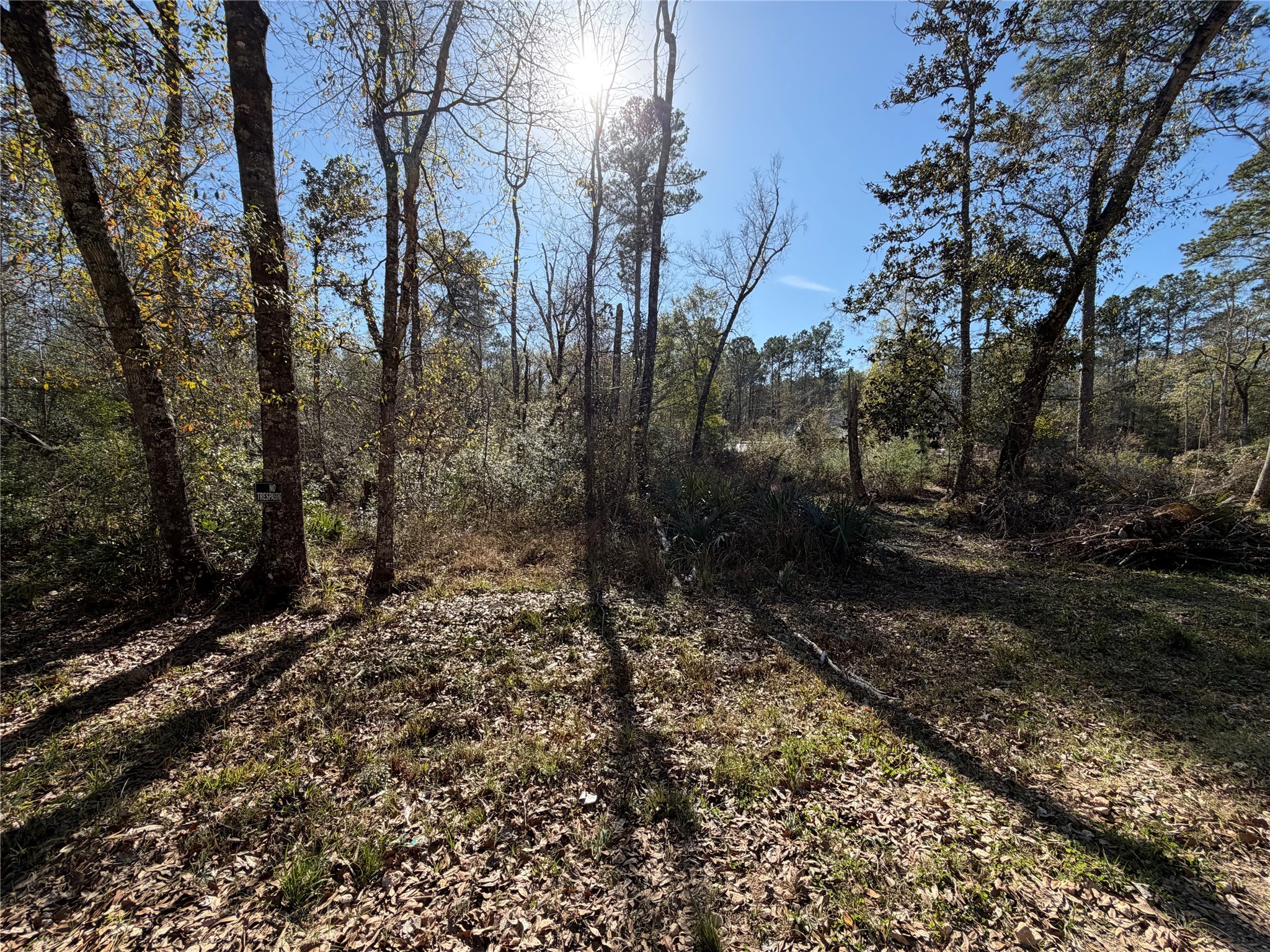 Tbd Little Lane Shepherd, TX 77371 - Photo 4 of 7 a view of a yard with trees