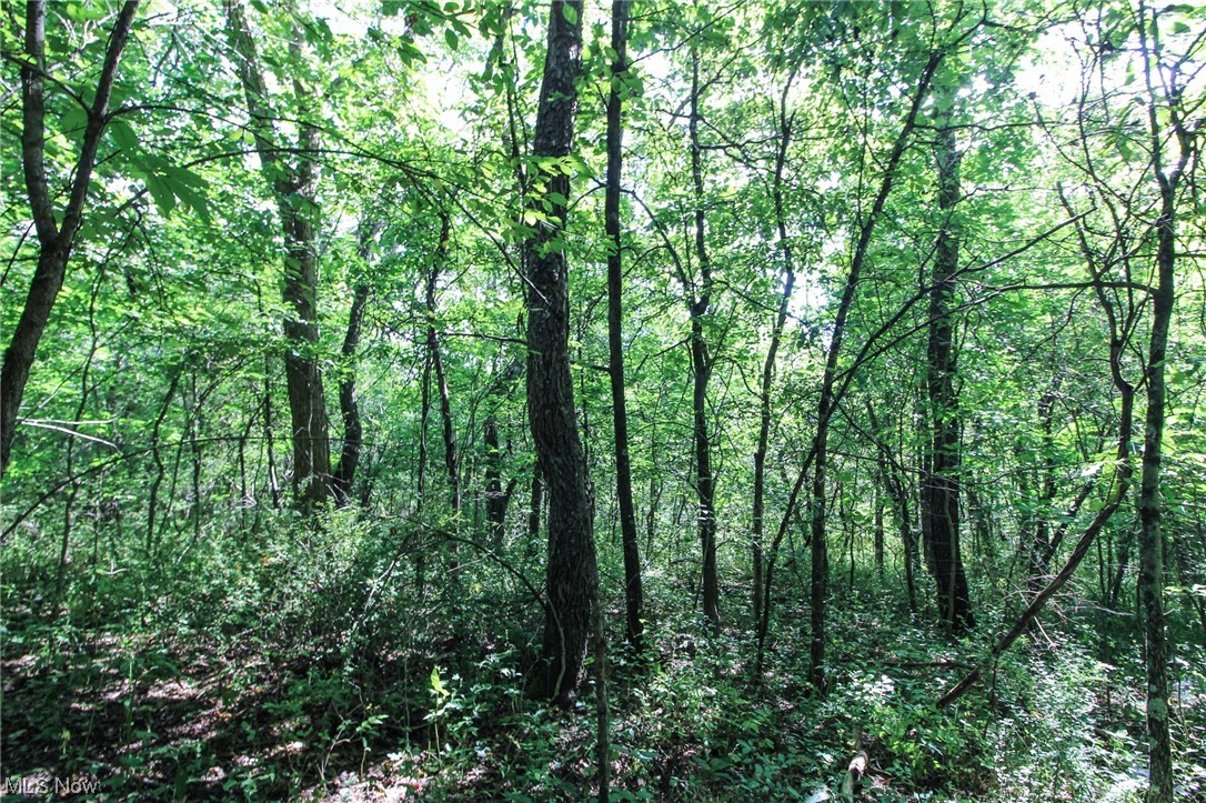 Dump Road Cadiz, OH 43907 - Photo 7 of 19 View of local wilderness