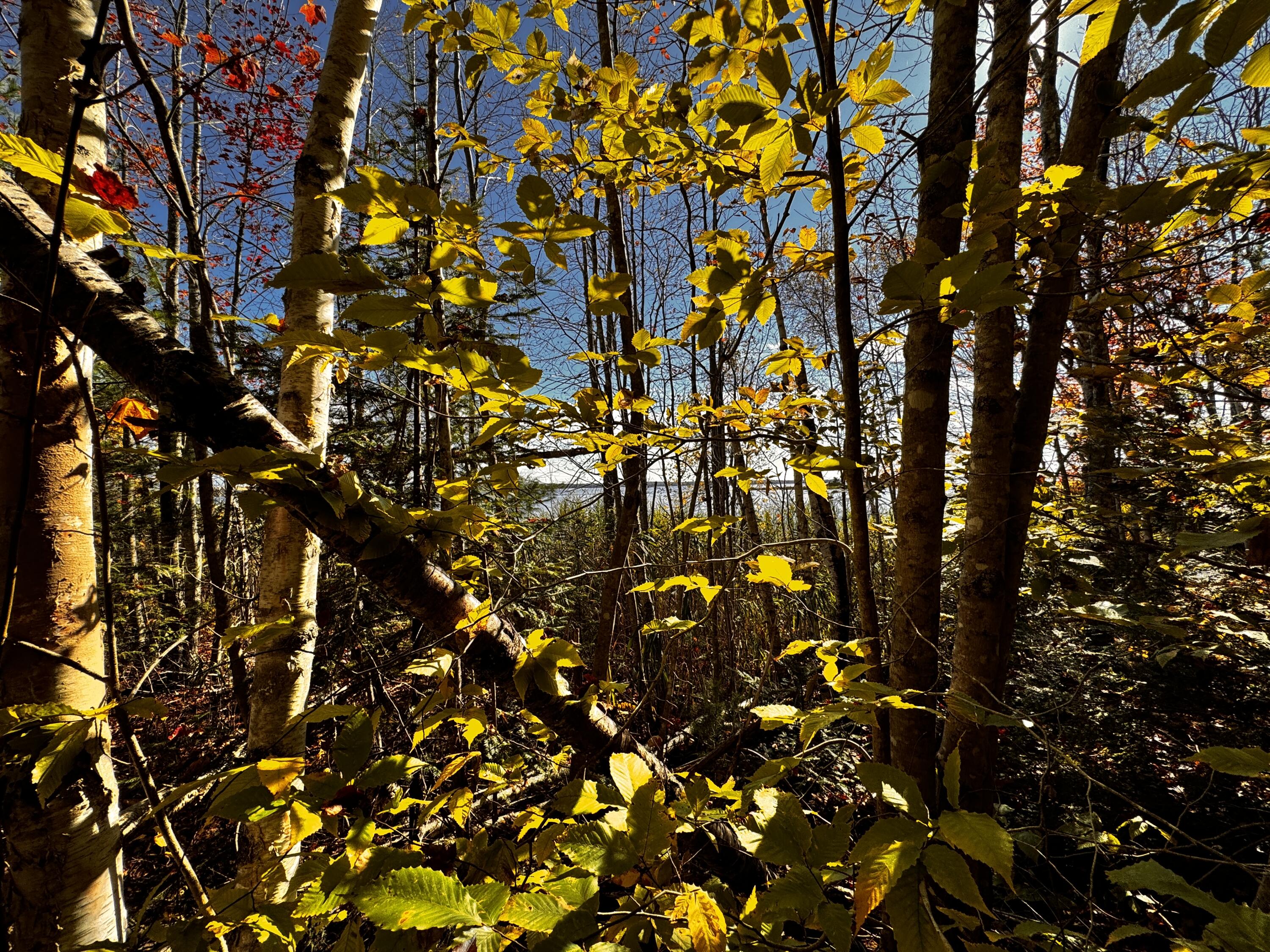 42 Whitmore Road Ellsworth, ME 04605 - Photo 2 of 5 Graham Lake