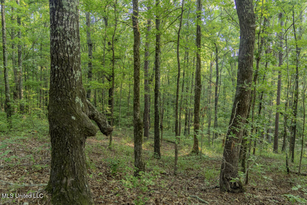 1510 Sulphur Springs Road Camden, MS 39045 - Photo 4 of 9 03