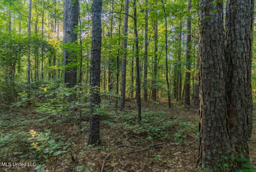 1510 Sulphur Springs Road Camden, MS 39045 - Photo 8 of 9 07