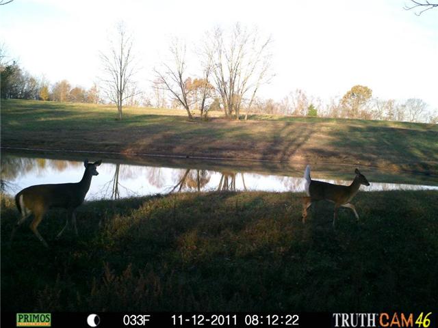 165 Minnie Brown Road Ardmore, TN 38449 - Photo 18 of 20 Deer on the Farm