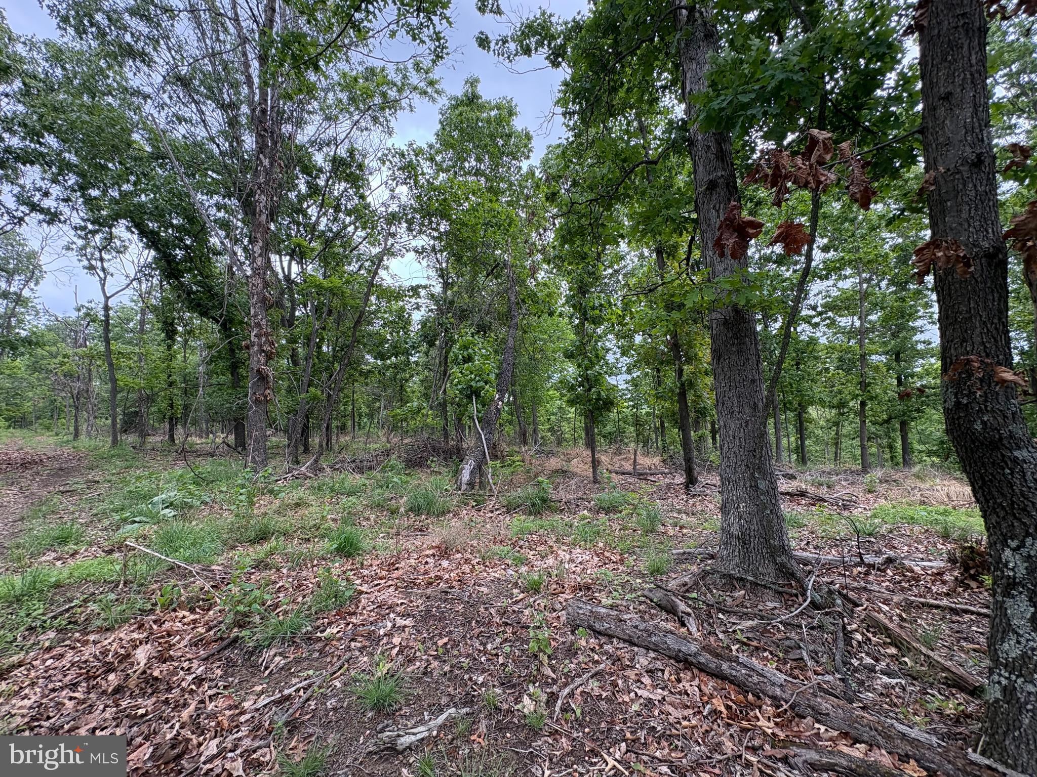 40.15-ac Middle Ridge Road Burlington, WV 26710 - Photo 26 of 47