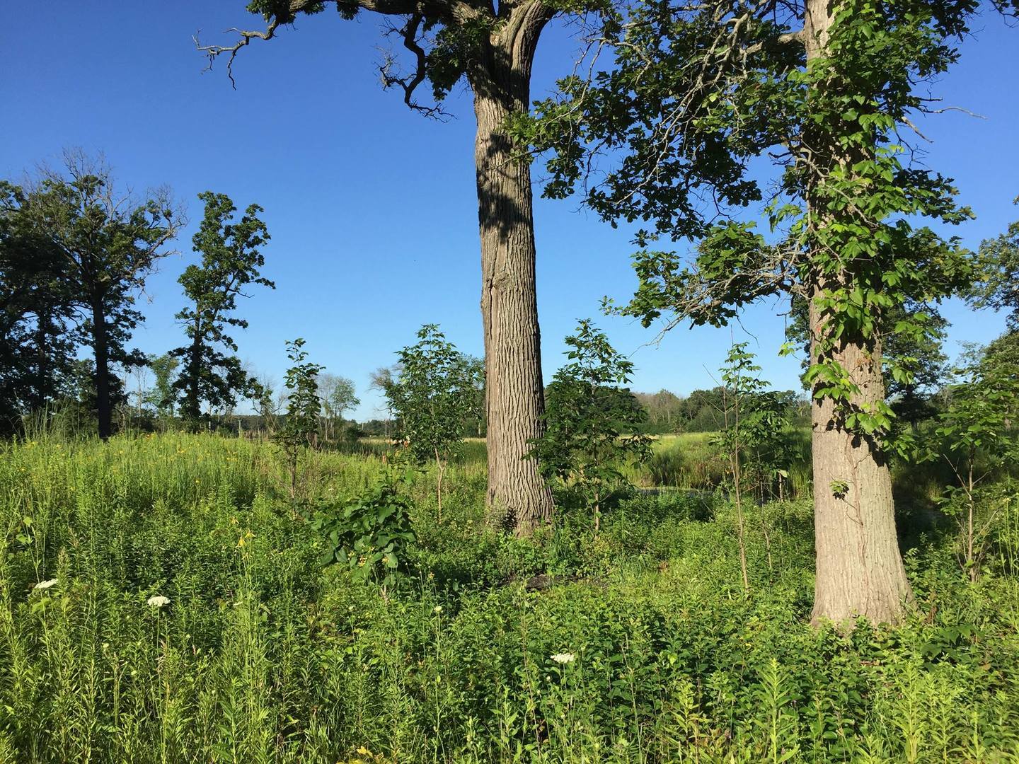 26366 North Farwell Road Mettawa, IL 60045 - Photo 23 of 30 a view of a yard with a tree