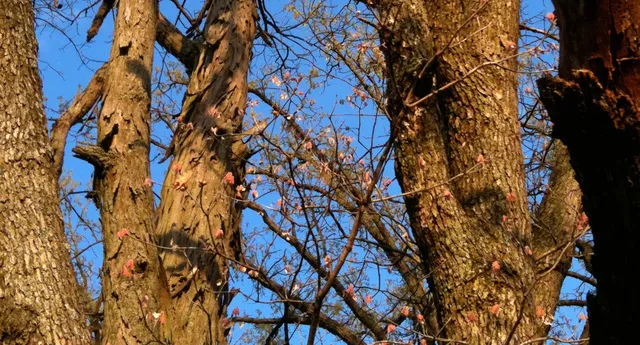 a close up of a plant in a garden
