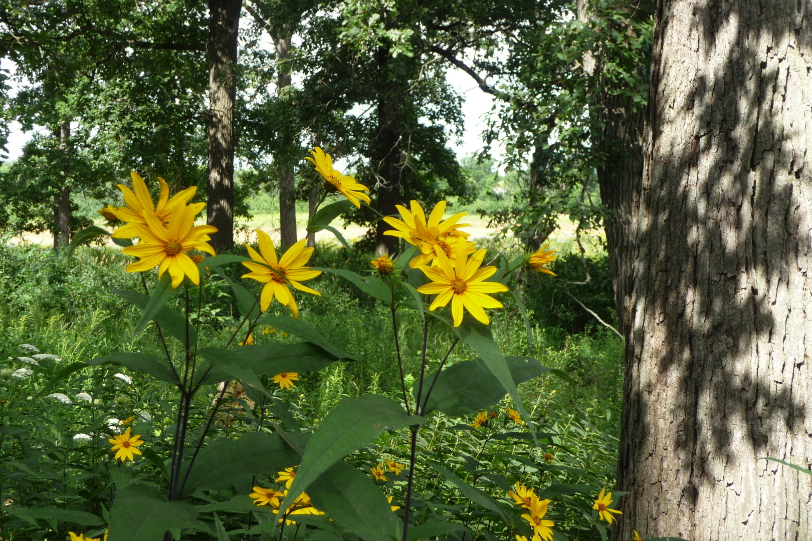 26366 North Farwell Road Mettawa, IL 60045 - Photo 27 of 30 a view of a tree
