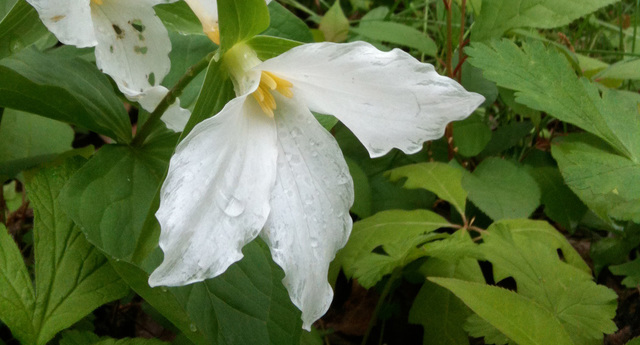 26366 North Farwell Road Mettawa, IL 60045 - Photo 28 of 30 a close up of a plant in a garden
