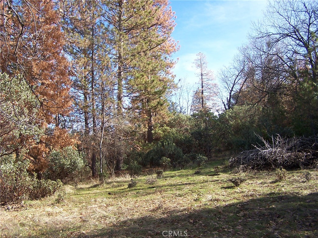1 Jean Road West Oakhurst, CA 93644 - Photo 2 of 5 a view of a yard with trees