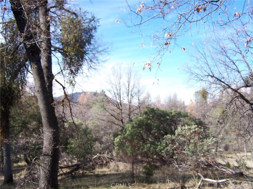 1 Jean Road West Oakhurst, CA 93644 - Photo 3 of 5 a view of a tree in a yard