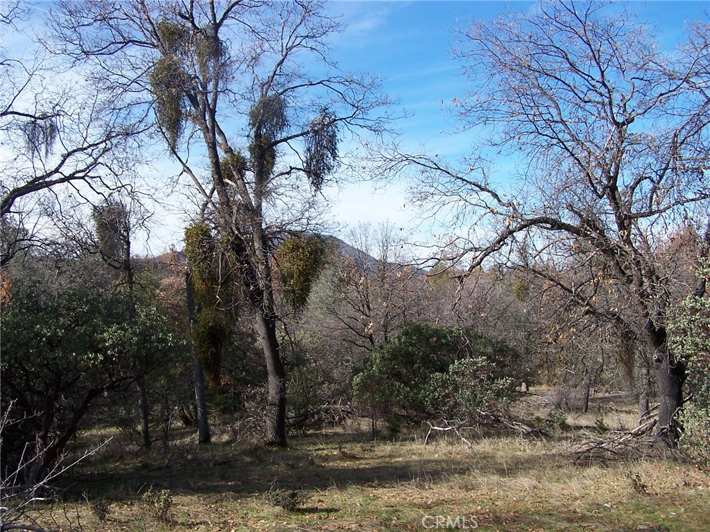 1 Jean Road West Oakhurst, CA 93644 - Photo 4 of 5 a view of a forest filled with trees