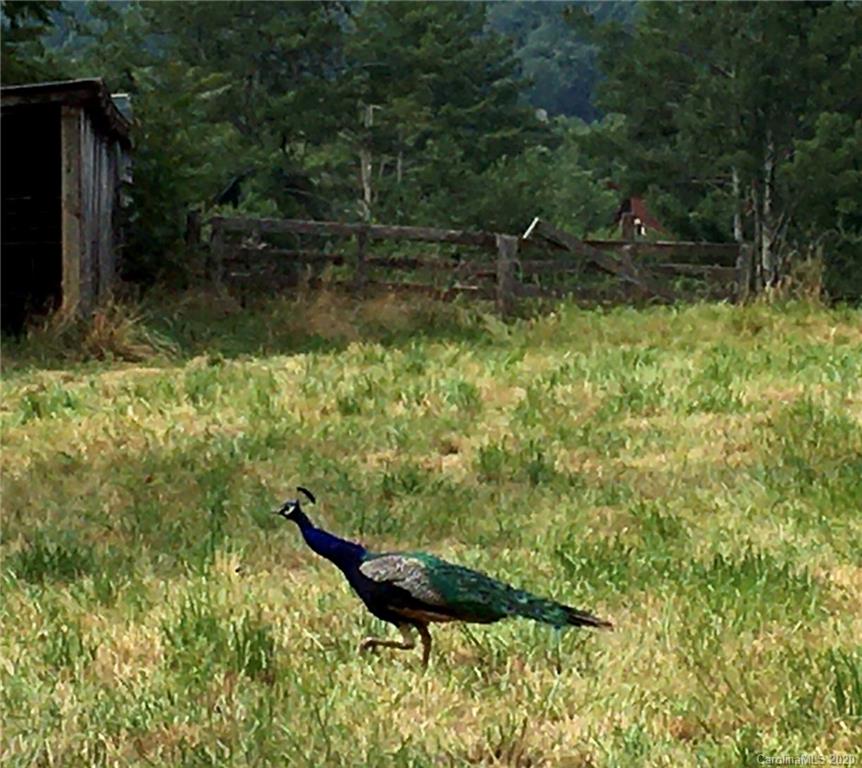 135 B B And B Stables Road Fairview, NC 28730 - Photo 11 of 11 Gallery Image 11