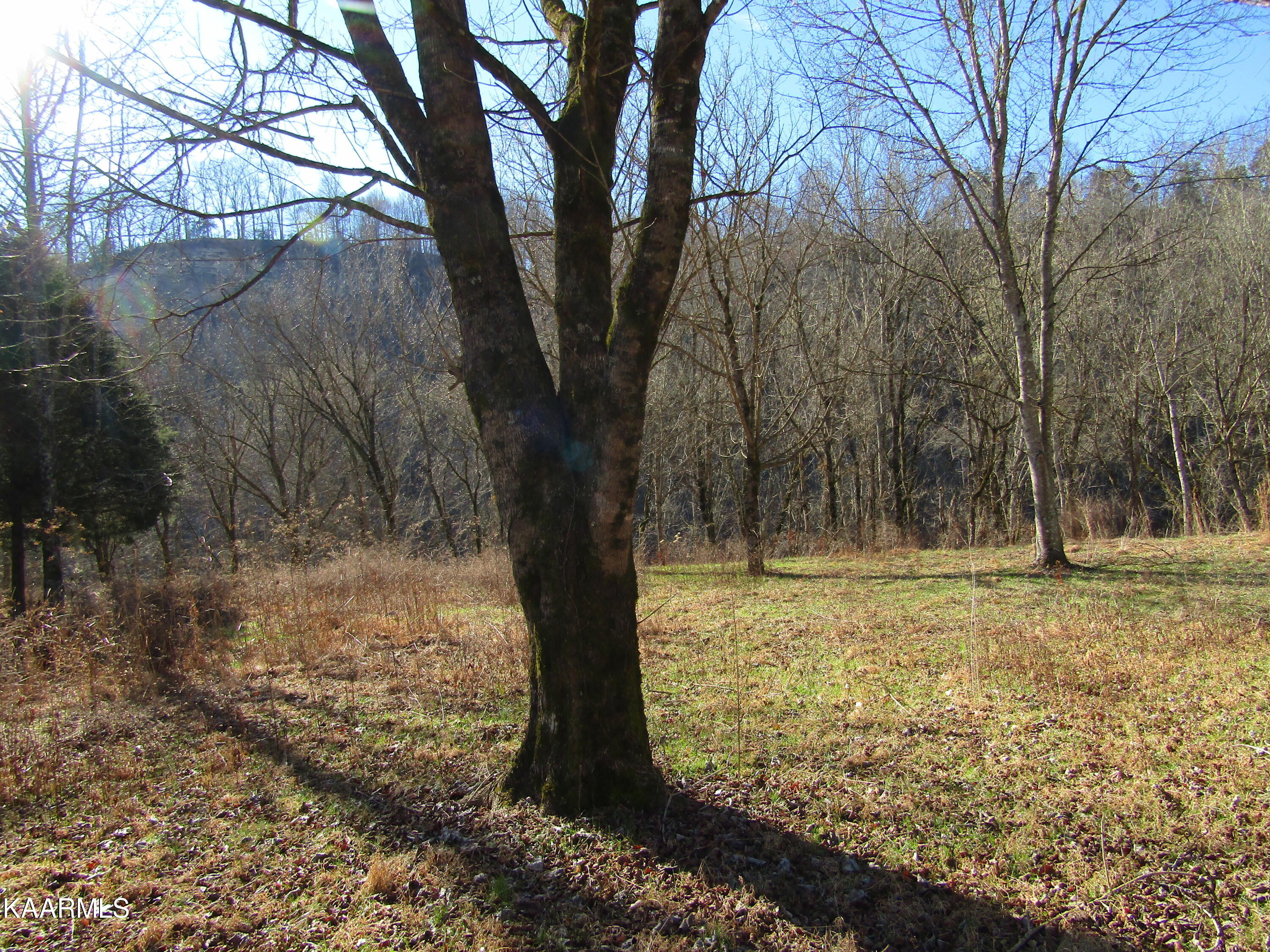 River Bend Drive Celina, TN 38551 - Photo 4 of 21 IMG_1749