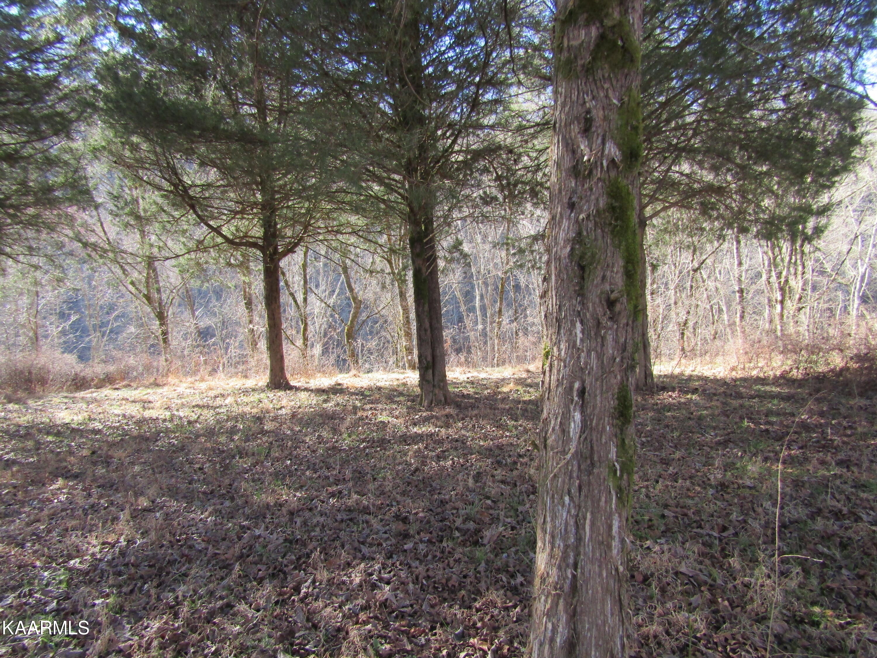 River Bend Drive Celina, TN 38551 - Photo 8 of 21 IMG_1758